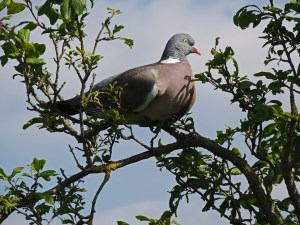 Woodpigeon
