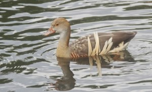 Fulvous Whistling Duck