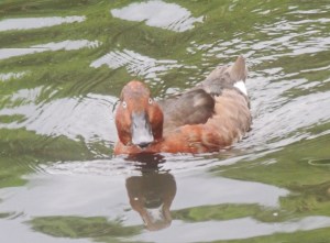 Ferrugenous Duck
