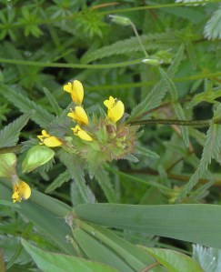 Yellow Rattle