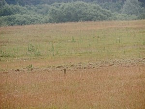 Weeting Heath