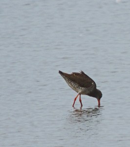 Redshank