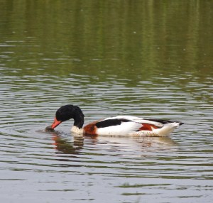 Shelduck