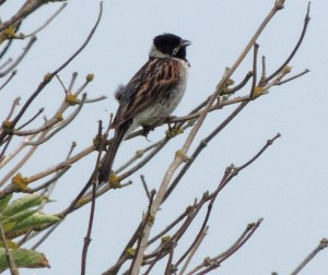 Reed Bunting