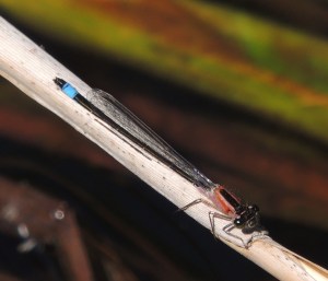 Blue Tailed Damselfly (f) -red form