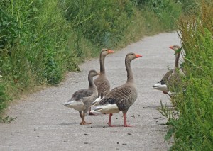 Greylag Geese