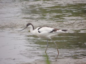 Pied Avocet