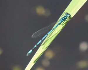 Azure Damselfly