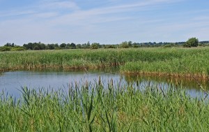 Strumpshaw Fen