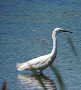 Little Egret