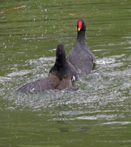 Lets settle this here and now!