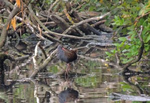 Water Rail