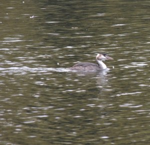 Great Crested Grebe