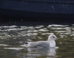 A not so common 'Common Gull'