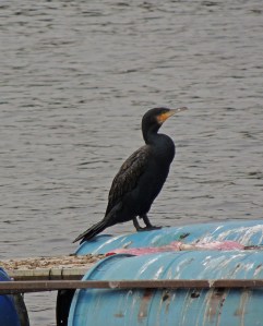 Great Cormorant