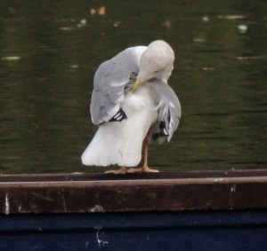 Yellow-legged Gull