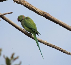 Ring-necked Parrakeet