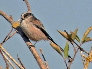 Long-tailed Tit (photo by Keith)