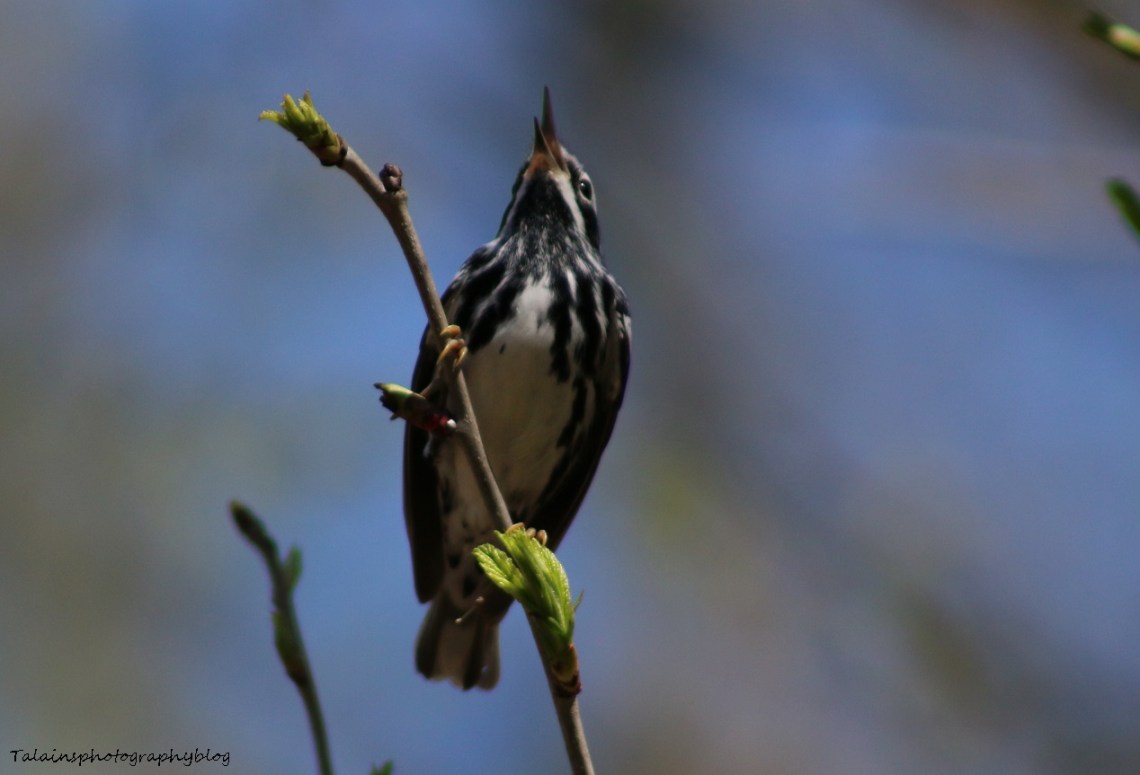Warbler, Black-and-White 012