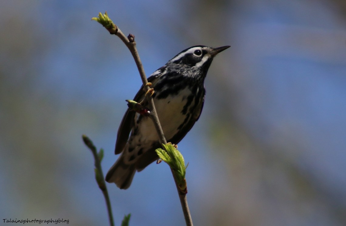 Warbler, Black-and-White 014
