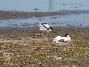 DSCN8520