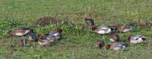 Eurasian Wigeon