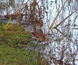 Common Snipe