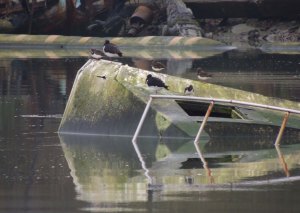 Oystercatcher and Turnstone on old boat