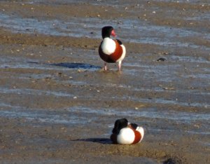 Shelduck