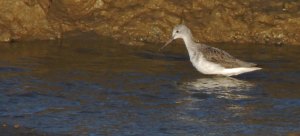 Greenshank