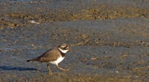 Ringed Plover