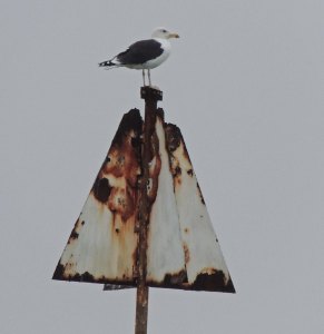 Greater Black-backed Gull 