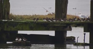 Turnstones and Ringed Plover on an old jetty