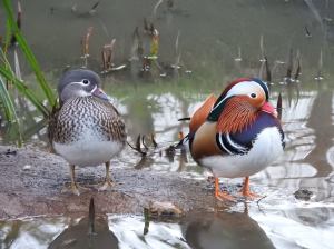 Mandarin Duck (photo by Keith)