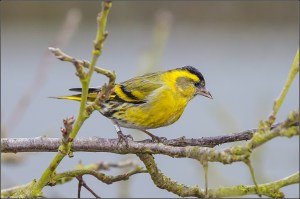 Siskin  Photo by Tony Smith (https://www.flickr.com/photos/pc_plod/)