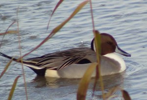 Pintail 