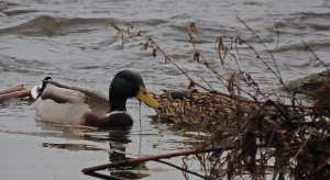 Mallard