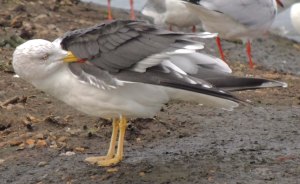 Lesser Black-backed Gull