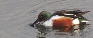 Northern Shoveler
