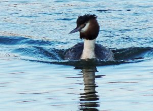 Great Crested Grebe