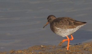 Common Redshank