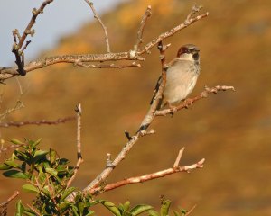 House Sparrow