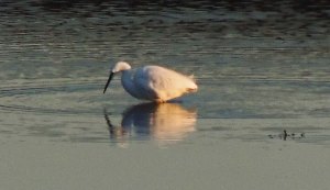 Little Egret