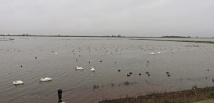 The Ouse Washes