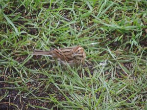 Reed Bunting