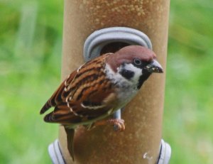 Tree Sparrow