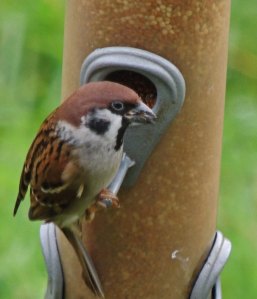 Tree Sparrow