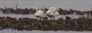 Bewick's Swan (left) alongside larger Whooper Swan