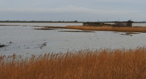 View from Nelson-Lyall hide