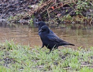 Carrion Crow
